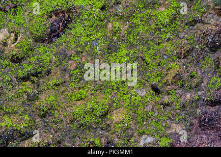 Colorato sfondo astratto di mossy tufo vulcanico rock Foto Stock
