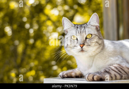 Striato grigio Gatto sdraiato su Giallo autunno bokeh sfondo sfocato Foto Stock