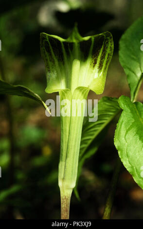 Fiori Selvatici8/120801 -- Jack-in-pulpito. Foto Stock