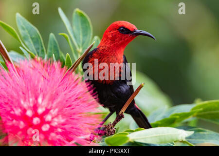 Il Samoano endemica Myzomela, un tipo di honeyeater, sull'isola di Upolu in Samoa Foto Stock