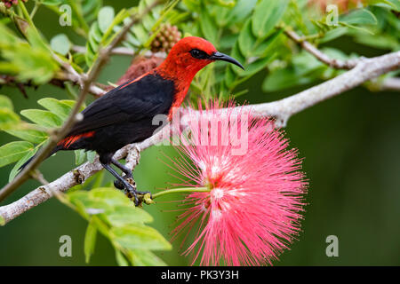 Il Samoano endemica Myzomela, un tipo di honeyeater, sull'isola di Upolu in Samoa Foto Stock