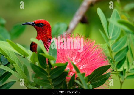 Il Samoano endemica Myzomela, un tipo di honeyeater, sull'isola di Upolu in Samoa Foto Stock