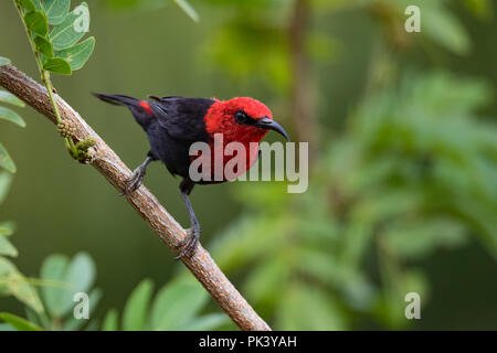 Il Samoano endemica Myzomela, un tipo di honeyeater, sull'isola di Upolu in Samoa Foto Stock