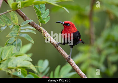 Il Samoano endemica Myzomela, un tipo di honeyeater, sull'isola di Upolu in Samoa Foto Stock