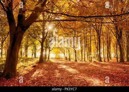 Foresta in pieno colore di autunno. Woodland pavimento coperto in arancio brillante cadono le foglie e la luce del sole di mattina lo scoppio attraverso gli alberi Foto Stock
