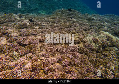 Lo snorkeling a pietra focaia isola in linea sud le isole di Kiribati che mostra il corallo morto da un recente coral bleaching evento a causa di cambiamenti climatici. Foto Stock