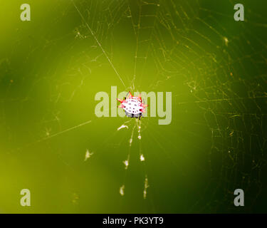 Un spinosa Orb Weaver si siede in cima al suo lavoro mortale di arte in un giardino della Florida. Foto Stock