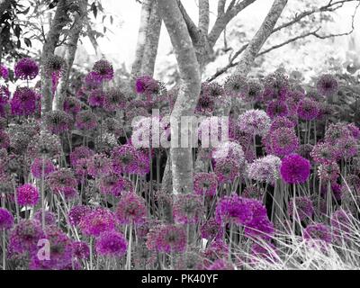 Viola Alliums fioritura sotto gli alberi in bianco e nero Foto Stock