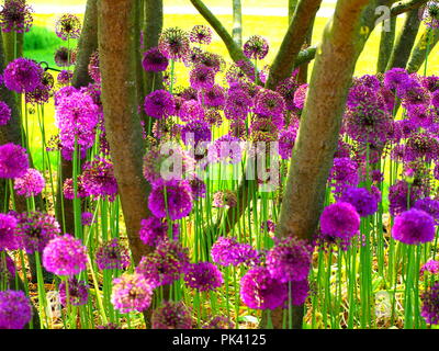 Vivaci e luminose Alliums viola fioritura sotto gli alberi Foto Stock