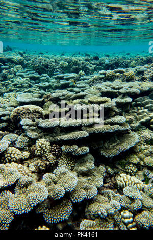 Per fare lo snorkeling durante il passaggio del sud di Fakarava Atollo del Tuamotus della Polinesia Francese con abbondanti e salutari e corallo grande vita dei pesci Foto Stock