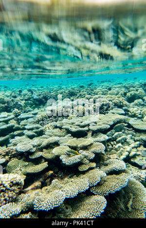 Per fare lo snorkeling durante il passaggio del sud di Fakarava Atollo del Tuamotus della Polinesia Francese con abbondanti e salutari e corallo grande vita dei pesci Foto Stock