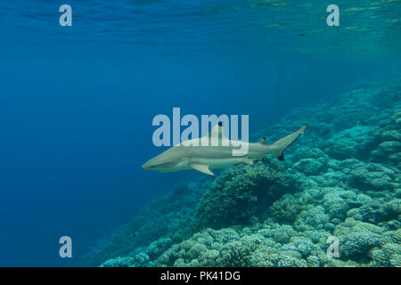 Lo snorkeling con Black-punta gli squali nel sud pass di Fakarava atoll, Tuamotus, Polinesia Francese Foto Stock