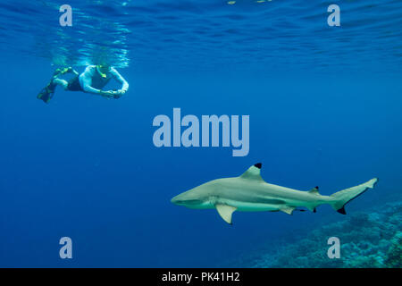 Lo snorkeling con Black-punta gli squali nel sud pass di Fakarava atoll, Tuamotus, Polinesia Francese Foto Stock