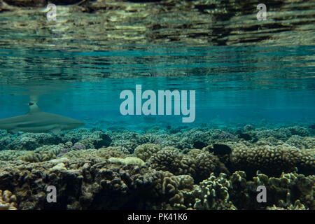 Un nero squali pinna in acque poco profonde del sud passano di Fakarava atoll, Polinesia Francese Foto Stock