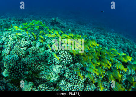 Una scuola di snapper o grugniti nel sud pass di Fakarava Atoll, Polinesia Francese evidenziando il reef sani e abbondanza di pesce Foto Stock