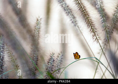 Un delicato Pearl Crescent (Phyciodes tharos) farfalla tra le erbe - North Carolina Arboretum, Asheville, North Carolina, STATI UNITI D'AMERICA Foto Stock