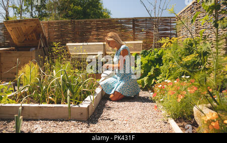 Donna di impianti di irrigazione in giardino Foto Stock