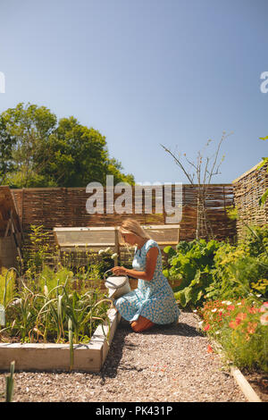 Donna di impianti di irrigazione in giardino Foto Stock