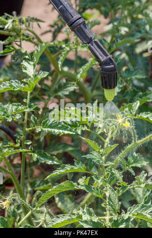 La spruzzatura di bussole di pomodoro. La protezione di piante di pomodoro da malattia fungina o parassiti con spruzzatore a pressione in giardino Foto Stock