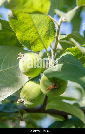 Verde di frutti immaturi di mele sul ramo di albero. Profondità di campo. La coltivazione di frutta in giardino Foto Stock