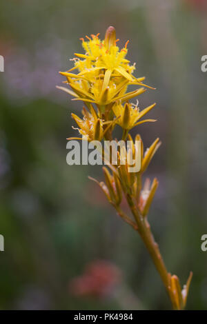 Bog asfodeli, Narthecium ossifragum, REGNO UNITO Foto Stock