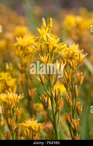 Bog asfodeli, Narthecium ossifragum, REGNO UNITO Foto Stock