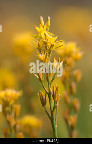 Bog asfodeli, Narthecium ossifragum, REGNO UNITO Foto Stock