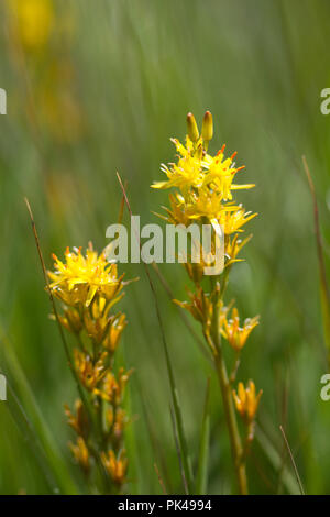 Bog asfodeli, Narthecium ossifragum, REGNO UNITO Foto Stock