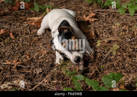 Due mesi di vecchio Jack Russell Terrier 'Harry' masticare un bastone sul terreno del suo naturale Pacific Northwest backyard. Foto Stock