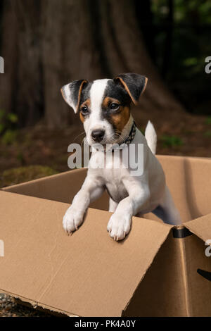 Due mesi di vecchio Jack Russell Terrier 'Harry' in posa di una scatola di cartone. Foto Stock