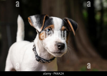 Due mesi di vecchio Jack Russell Terrier 'Harry' outdoor ritratto. Foto Stock