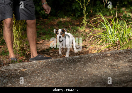 Uomo a giocare con i suoi due mese vecchio Jack Russell Terrier 'Harry' nel paesaggio naturale di un Pacific Northwest cantiere. Foto Stock