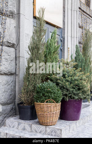 Conifere in vaso. I vasi da fiori di grandi dimensioni vicino alla casa. Foto Stock