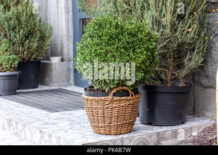 Piante di conifere all'ingresso. Piante di conifere sulla strada. Piante in vaso. Foto Stock