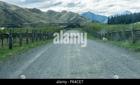 Le pecore che attraversa la strada in vigna -'Isola Sud della Nuova Zelanda Foto Stock