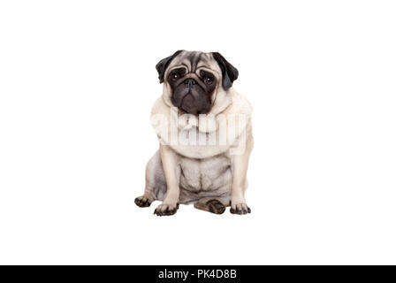 Bella pug cucciolo di cane seduto con dolce volto, isolato su sfondo bianco Foto Stock
