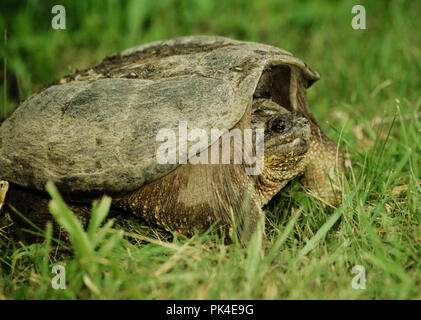 Turtle4/021502 -- Tartaruga snapping Foto Stock