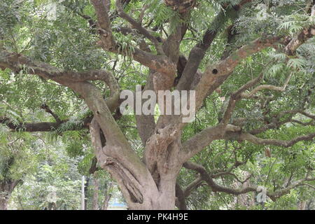 Kigelia africana Tree.Awesome background immagine in Asia.Carmichael college ranpur Bangladesh. Foto Stock