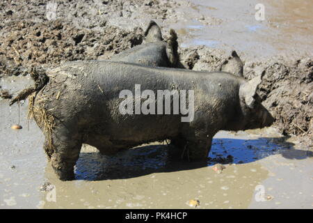 Super cute suino domestico appendere fuori del maiale di aia di penna. Foto Stock