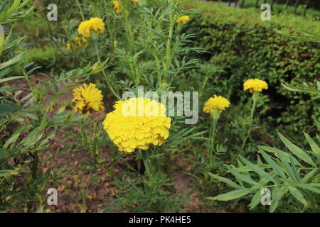 Marigold Flower.Yellow color ganda flowers.Most Amazing and Beutilful Looking in Sunny day. Foto Stock