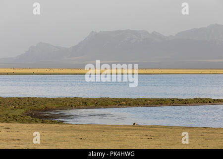 Song Kul lago in Kirghizistan nella magia della luce della sera Foto Stock