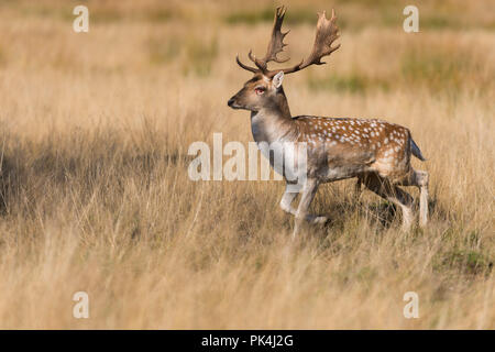 Daini Stag con lesioni agli occhi Richmond Park Regno Unito Foto Stock