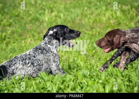 Il tedesco shorthaired puntatore, kurtshaar due spotted piccolo cucciolo, nero e marrone in un punto bianco, giocando sull'erba insieme, funny museruola, soleggiato Foto Stock