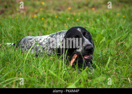 Il tedesco shorthaired puntatore, kurtshaar uno nero macchiato il cucciolo si trova sull'erba verde di sera e rosicchia un bastone, close-up verticale Foto Stock