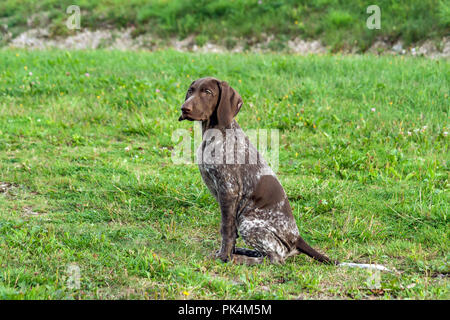 Il tedesco shorthaired puntatore, kurtshaar uno brown spotted cucciolo di sedersi sull'erba verde, lunghe orecchie, colore del cioccolato Foto Stock