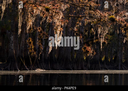 Soleggiato muschio Spagnolo e nativo bromeliacee pendere dal cipresso calvo alberi lungo Fisheating Creek, Florida. Foto Stock