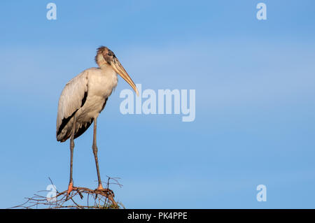 Un minacciato North American wood stork (mycteria americana), il solo stork originaria del Nord America, appollaiato su rami secchi in Big Cypress swamp, Flo Foto Stock