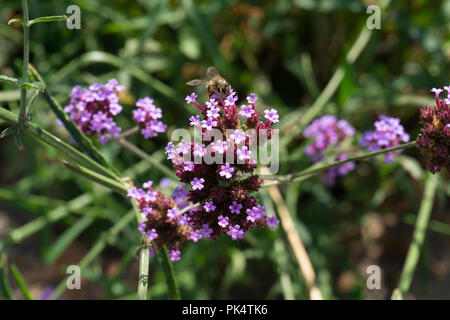 Un Ape su un fiore viola Foto Stock