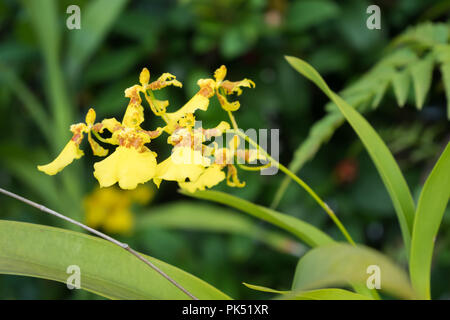 Primo piano delle orchidee danzanti in giardino. Foto Stock