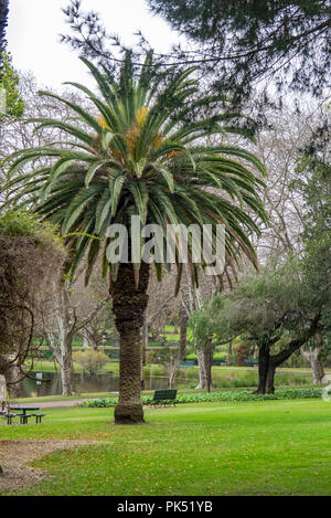 Phoenix canariensis, Isola Canarie data Palm tree in Hyde Park, Perth WA Australia. Foto Stock